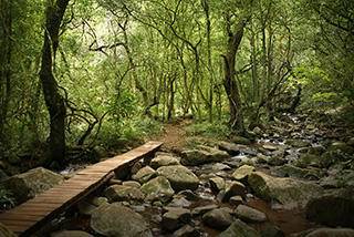 Tsitsikamma Forest